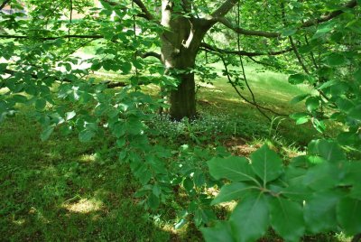 Fagus sylvatica - buk lesní - konec jara
